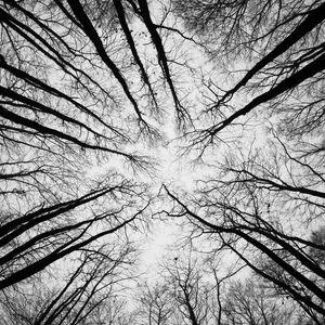 Preview wallpaper trees, branches, bottom view, sky, black and white