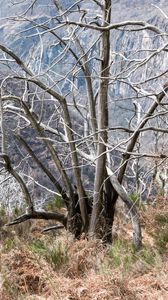 Preview wallpaper trees, branches, bushes