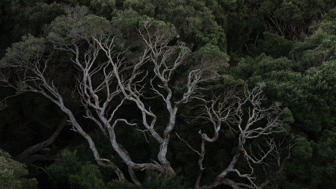 Wallpaper trees, branches, bushes, forest