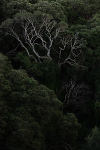 Preview wallpaper trees, branches, bushes, forest