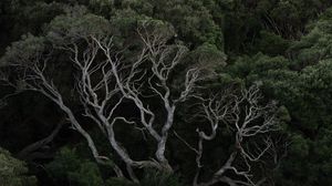 Preview wallpaper trees, branches, bushes, forest