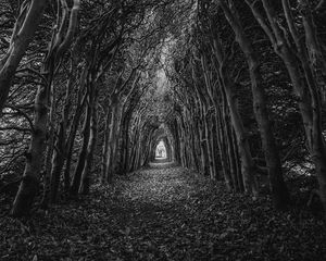 Preview wallpaper trees, branches, bw, arch, swirling