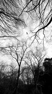 Preview wallpaper trees, branches, bw, bird, forest