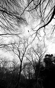 Preview wallpaper trees, branches, bw, bird, forest