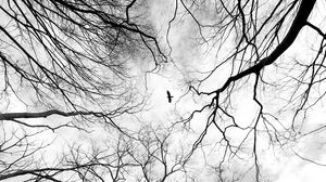 Preview wallpaper trees, branches, bw, bird, forest