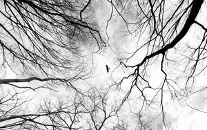 Preview wallpaper trees, branches, bw, bird, forest