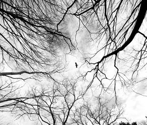 Preview wallpaper trees, branches, bw, bird, forest