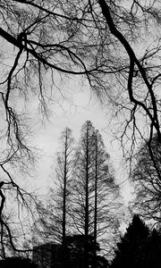 Preview wallpaper trees, branches, bw, sky