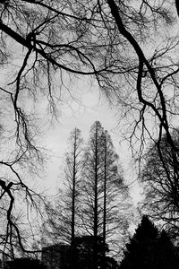Preview wallpaper trees, branches, bw, sky
