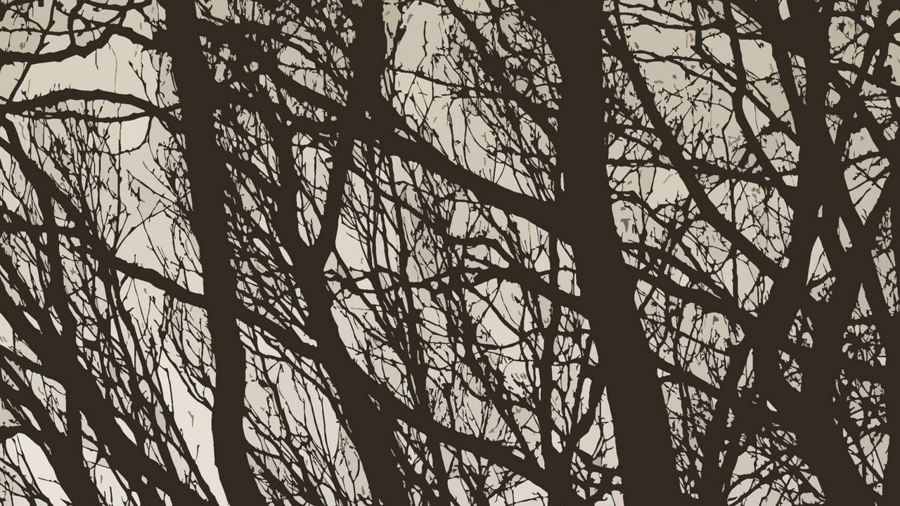 Wallpaper trees, branches, bw, minimalism