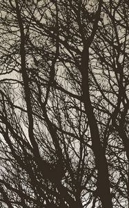 Preview wallpaper trees, branches, bw, minimalism