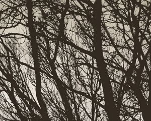 Preview wallpaper trees, branches, bw, minimalism