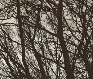 Preview wallpaper trees, branches, bw, minimalism