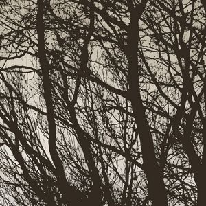 Preview wallpaper trees, branches, bw, minimalism