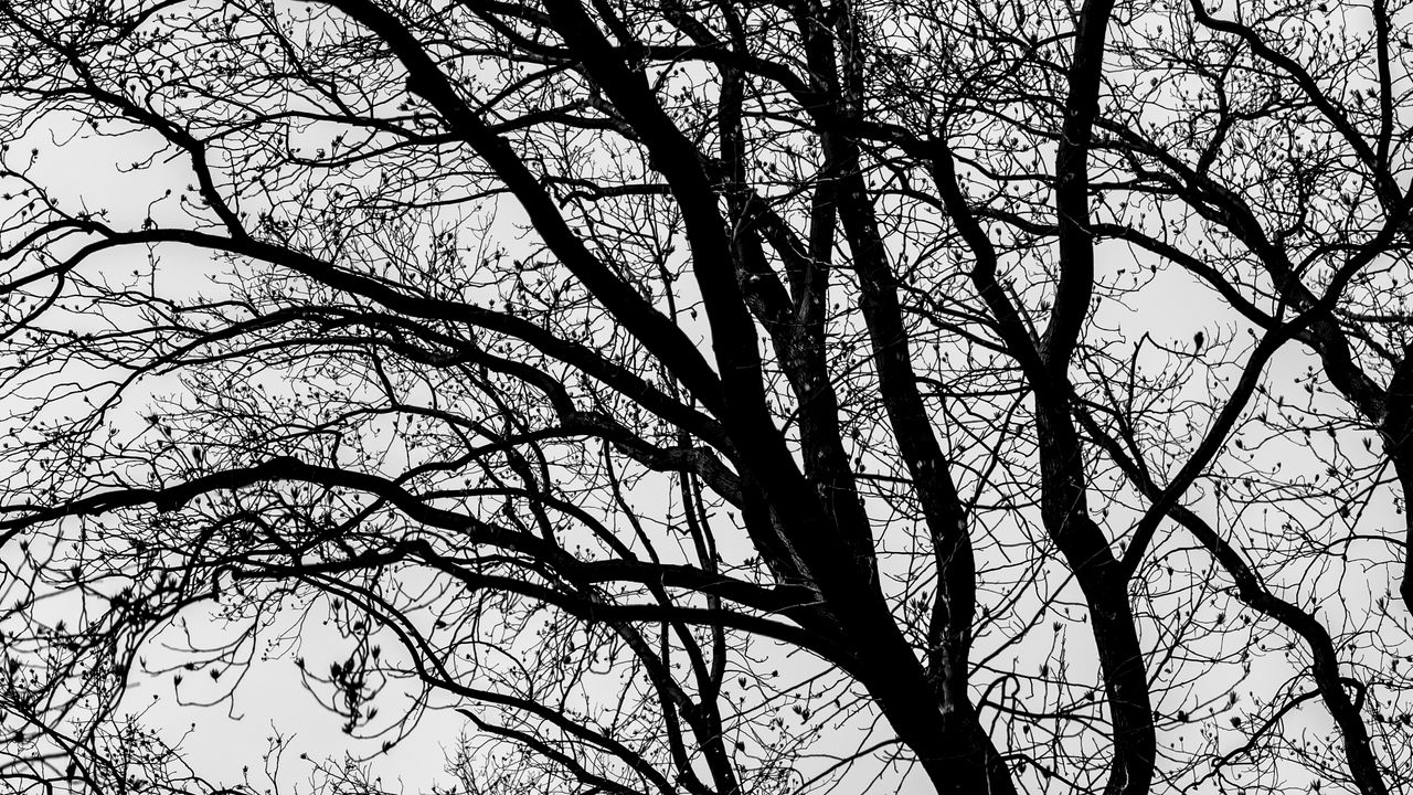 Wallpaper trees, branches, bw, nature