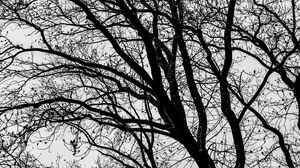 Preview wallpaper trees, branches, bw, nature