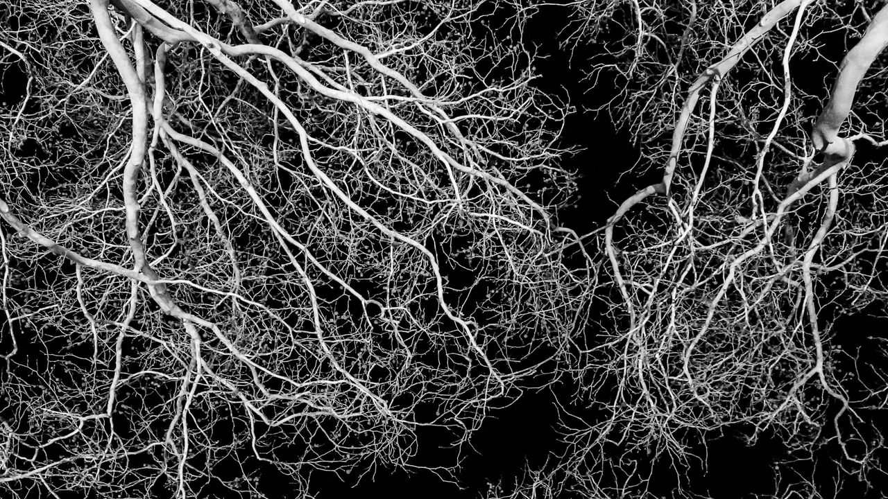 Wallpaper trees, branches, bw, sky, night