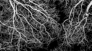 Preview wallpaper trees, branches, bw, sky, night