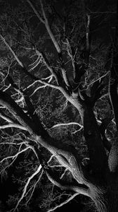 Preview wallpaper trees, branches, bw, night