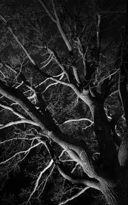 Preview wallpaper trees, branches, bw, night