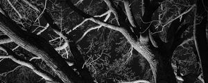Preview wallpaper trees, branches, bw, night