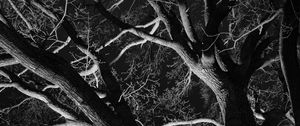 Preview wallpaper trees, branches, bw, night