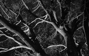 Preview wallpaper trees, branches, bw, night