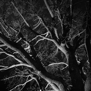 Preview wallpaper trees, branches, bw, night
