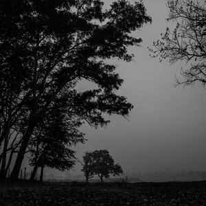 Preview wallpaper trees, branches, bw, fog
