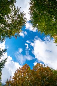 Preview wallpaper trees, branches, clouds, nature, bottom view