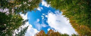 Preview wallpaper trees, branches, clouds, nature, bottom view