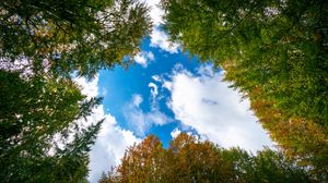 Preview wallpaper trees, branches, clouds, nature, bottom view