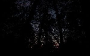 Preview wallpaper trees, branches, dark, night, gloomy