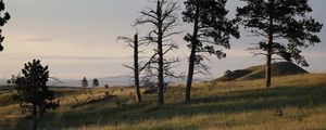 Preview wallpaper trees, branches, dry, grass, landscape