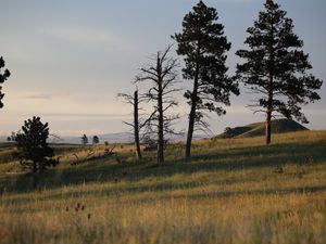 Preview wallpaper trees, branches, dry, grass, landscape