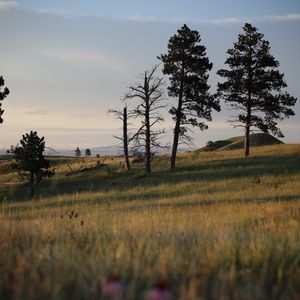 Preview wallpaper trees, branches, dry, grass, landscape