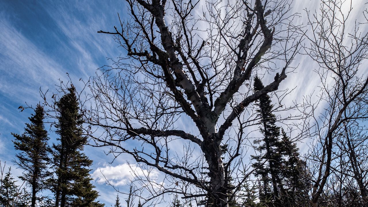 Wallpaper trees, branches, dry, roots, sky