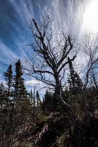 Preview wallpaper trees, branches, dry, roots, sky