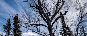 Preview wallpaper trees, branches, dry, roots, sky