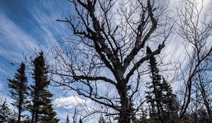 Preview wallpaper trees, branches, dry, roots, sky