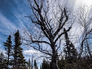 Preview wallpaper trees, branches, dry, roots, sky