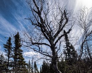 Preview wallpaper trees, branches, dry, roots, sky