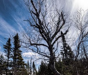 Preview wallpaper trees, branches, dry, roots, sky