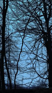 Preview wallpaper trees, branches, dusk, dark, outlines