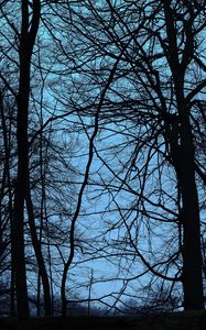 Preview wallpaper trees, branches, dusk, dark, outlines