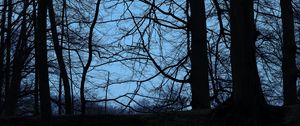 Preview wallpaper trees, branches, dusk, dark, outlines