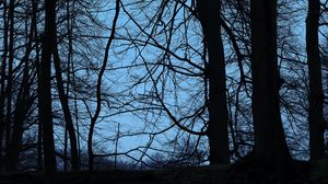 Preview wallpaper trees, branches, dusk, dark, outlines