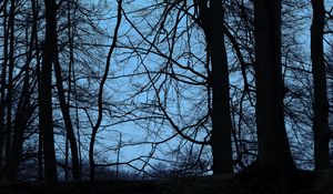 Preview wallpaper trees, branches, dusk, dark, outlines