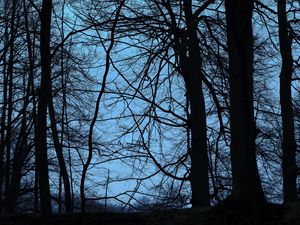 Preview wallpaper trees, branches, dusk, dark, outlines