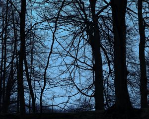 Preview wallpaper trees, branches, dusk, dark, outlines